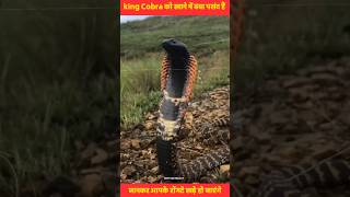 King cobra को खाने में क्या पसंद है 🤔 जानकर चौंक जाओगे shorts amazingfacts facts [upl. by Sidonie]