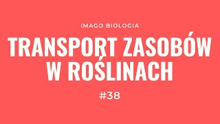 Transport zasobów w roślinach naczyniowych [upl. by Specht]