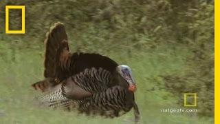 Turkeys Gone Wild  National Geographic [upl. by Asseret]