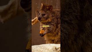 Quokkas The Psychopaths of the Animal Kingdom [upl. by Sualkcin442]