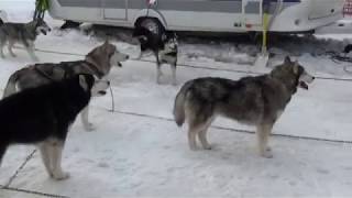 Schlittenhunderennnen Werfenweng 2019  Veranstaltung im Pongau Salzburg [upl. by Queenie900]