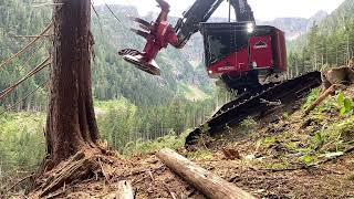 Timberpro TL755D west coast short video slow motion cutting cedar [upl. by Yatzeck]