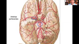 Vascularização do sistema nervoso central parte 2 Circulação arterial do encéfalo [upl. by Orly985]