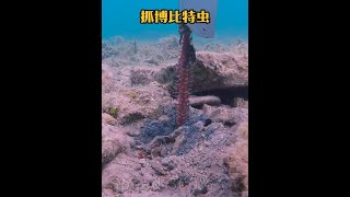 戶外捕魚：漁民潛入深海抓捕一種身體超長的博比特蟲！ 戶外 釣魚 海洋生物 [upl. by Stalk980]