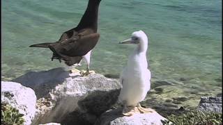 Brown Booby Johnston Atoll [upl. by Agueda908]