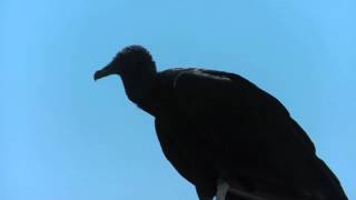 ① Black Vulture Coragyps atratus gallinazo Rabengeier [upl. by Fendig]