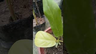 Information about Philodendron lemon lime garden plants viralvideo viral [upl. by Moulton]