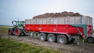 Récolte des carottes au MontSaintMichel [upl. by Lenneuq]