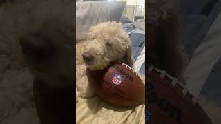 Mr Darcy trying to be trendy part 7 viralvideo youtube shorts lol fyp dog cute puppy aww [upl. by Oreste]