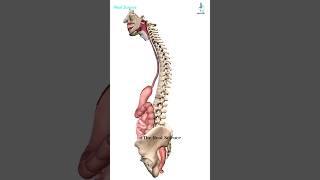 Alimentary Canal  Digestive Tract Pathway from Mouthanus shorts [upl. by Nale]