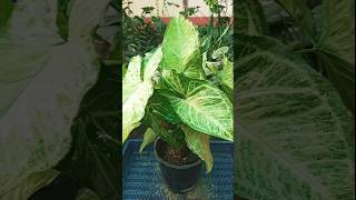 Syngonium plant propagation with zero cost trending propagation shorts [upl. by Zantos]