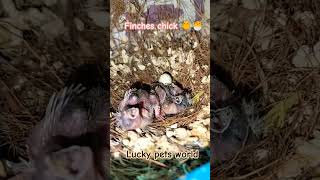 🐥🐣Finches chick 2🐣🐥 fincheslove finch birds birdslover fincheslove [upl. by Airtemak]