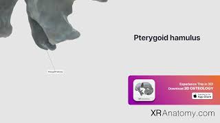 Pterygoid hamulus of sphenoid bone [upl. by Enelaehs]
