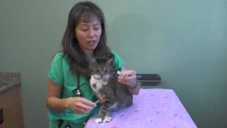 How to give an insulin injection to your dog or cat  Dr Justine Lee [upl. by Bibby]