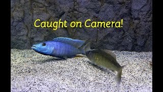 Watch Fish ReproduceCaught on Camera [upl. by Kam]