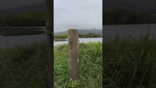 Whitebait season Matatā nz fly byksi nature [upl. by Ashwin613]