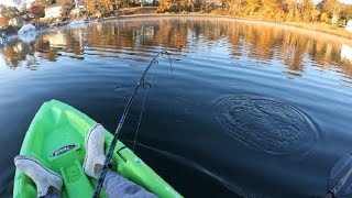 Striped Bass Fishing in MidNovember Surf amp Kayak [upl. by Ytinav]