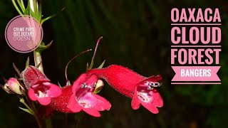 Oaxaca Cloud Forest Milkweeds [upl. by Larrabee286]