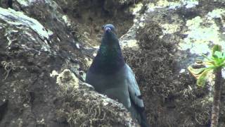 Columba livia [upl. by Liban]