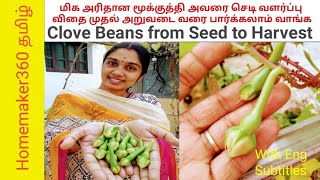 Mookkuthi Avarai  மூக்குத்தி அவரை விதை முதல் அறுவடை வரை  Growing Clove Beans from Seed to Harvest [upl. by Nos]