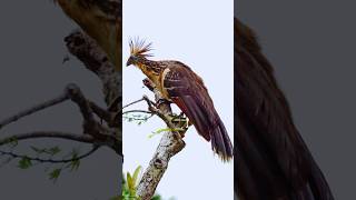 Hoatzin  The Stink Bird [upl. by Os460]