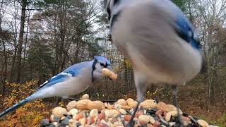 Downy Woodpecker and Blue Jays [upl. by Nawad]