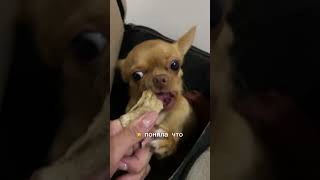 letoileofficial свяжитесь с нами💛 chihua собака pets чихуахуа чихуашка мем doglife прикол [upl. by Roid398]