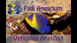 Venustus Angelfish Paracentropyge venusta Fish Spotlight [upl. by Atterehs]