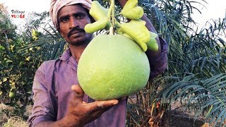 Farm Fresh Pomelo Cutting and Eating  How to Cut Pomelo Fruit  Village Food and Life in Nature [upl. by Ahsiuqat407]