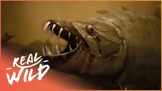 The Truth Behind Africas Piranha  Tigerfish Attack  Real Wild [upl. by Frayda776]