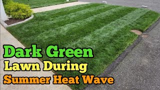 Dark Green Summer Lawn How To Use Ironite Fertilizer [upl. by Reifinnej505]