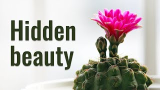 CACTUS FLOWERING SECRETS  TOP 5 CACTI WITH 100 BLOOMING [upl. by Enileve]