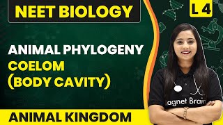 Animal Phylogeny  Coelom Body Cavity  Animal Kingdom  L4  NEET Biology [upl. by Scarlett]