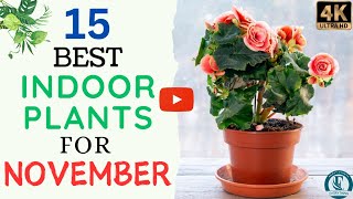 Top 15 Indoor Plants For November  November Best Houseplants  Colourful Plants for November [upl. by Leeland]