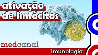 Ativação de Linfócitos  IMUNOLOGIA Vídeo 8 [upl. by Annoynek]