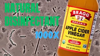 Vinegar vs Bacteria under the Microscope  The Ultimate Cleaning Product [upl. by Guinna]