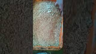 maggots farming to get maggots for chicken feed 254 768 494 209 [upl. by Arihay]