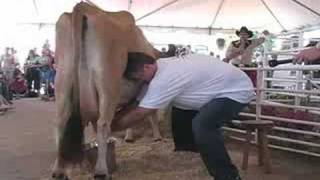 Chick McGee Milks a Cow [upl. by Am]