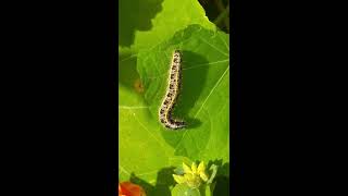 זחלים של פרפר לבנין הכרוב Larvae of Pieris brassicae butterfly [upl. by Dahs186]