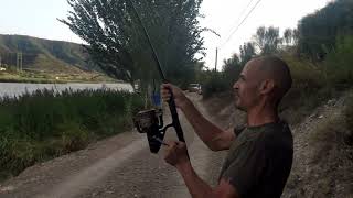 Another beast catfish from Ebro Mequinenza Spain Pesca de bagre gigante Siluro [upl. by Toscano]