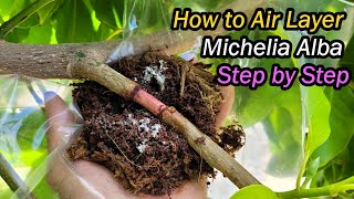 How to Air Layer Michelia Alba White Chamaca Step by Step  Magnolia Alba Propagation 白兰空中压条繁殖 [upl. by Templia]