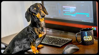 Lord of Internet Cute amp funny dachshund dog video [upl. by Ainsley]