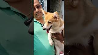 Corgi shorts dogs pets petmarket dogkennel kennel dogmarket youtubeshorts galiffstreet dog [upl. by Prowel]