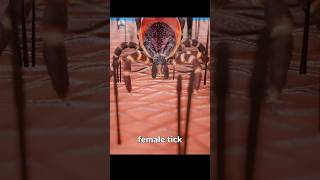 How female tick bite 😱 factskdunya shortsfeed shorts [upl. by Annonyw]