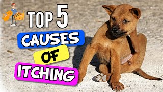 Why Is My Dog SO Itchy  the 5 Big Causes  Dog Health Vet Advice [upl. by Nobe]