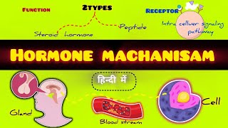 होर्मोन क्रियाविधिmachanisam Of Hormone In HindiHormone Full Details Hindi Hormone Ki Kriyavidhi [upl. by Drahsar]