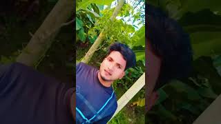 Amar sonar moyna pakhi আমার সোনার ময়না পাখি। musicvideo shortvideo [upl. by Beatty319]