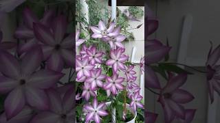 Clematis flowers beautifulflowers beautiful youtubeshorts [upl. by Aan]