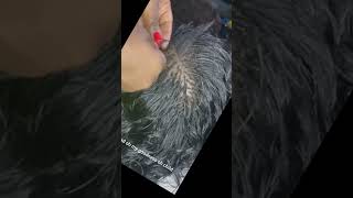 Hairdresser Reacts To Micro Box Braids Hairstyle reaction reaction hair braids hairstylist [upl. by Ytitsahc461]