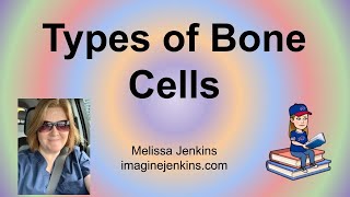 Three Types of Bone Cells [upl. by Abehsat871]